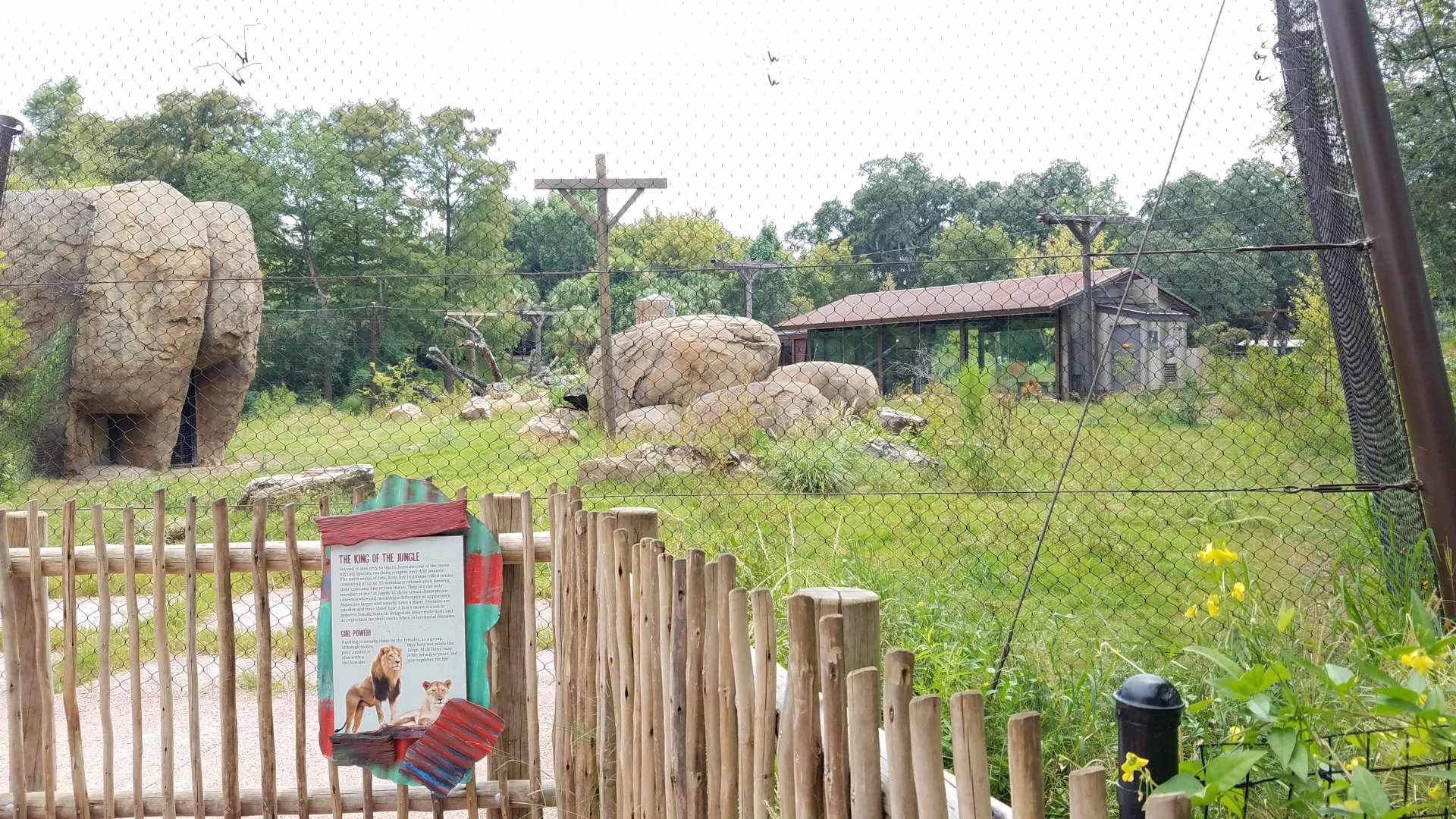 New Lion Exhibit