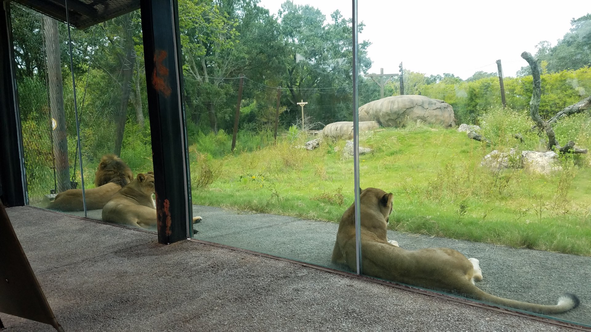 New Lion exhibit