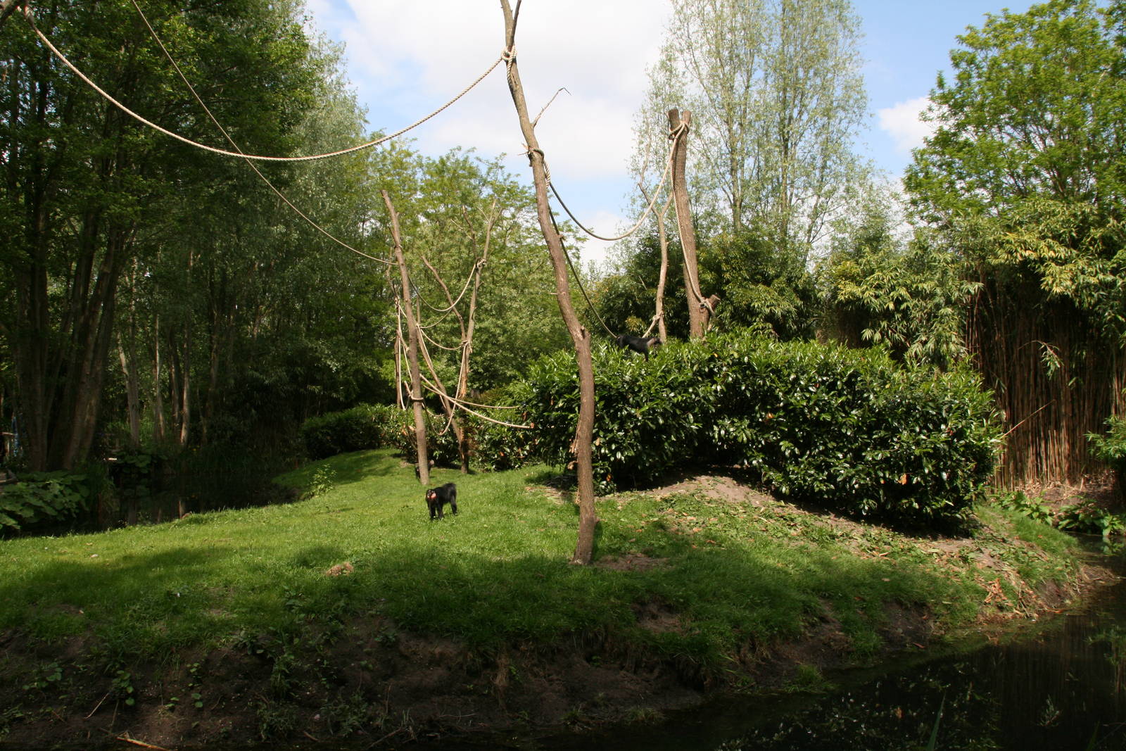 New Lion-tailed macaque exhibit