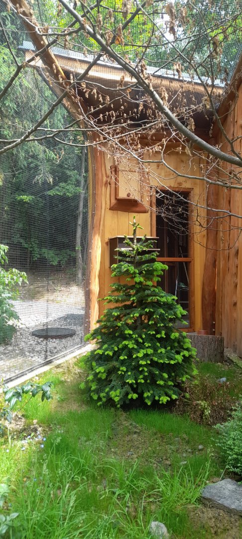 New little owl aviary