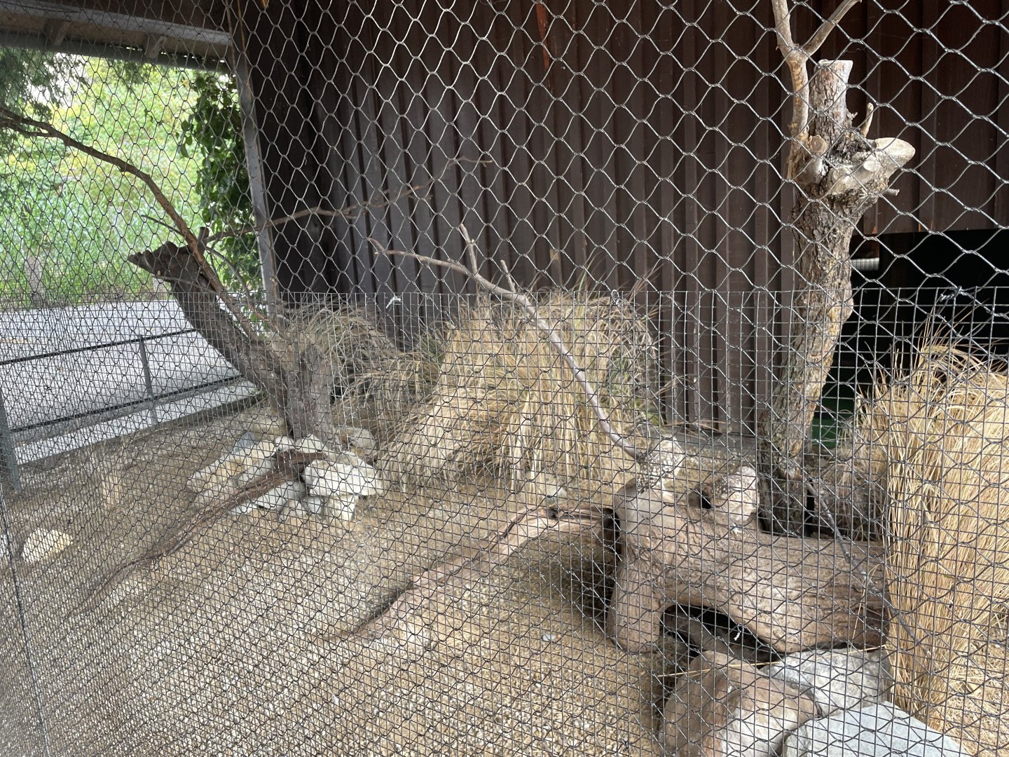 New Little Owl Enclosure