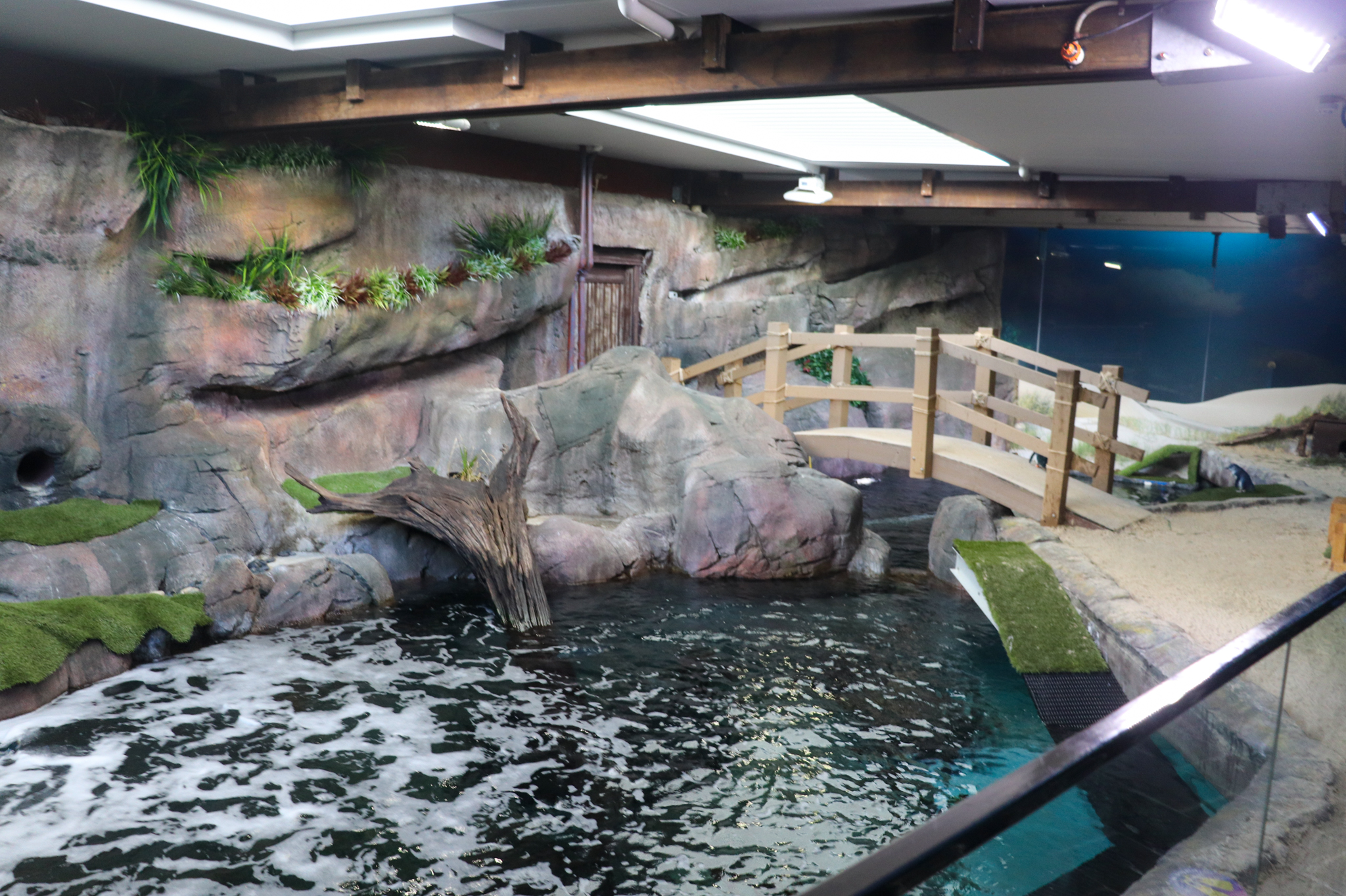 New Little Penguin Enclosure