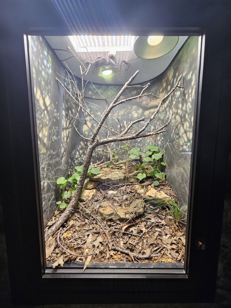New Lizard Exhibit