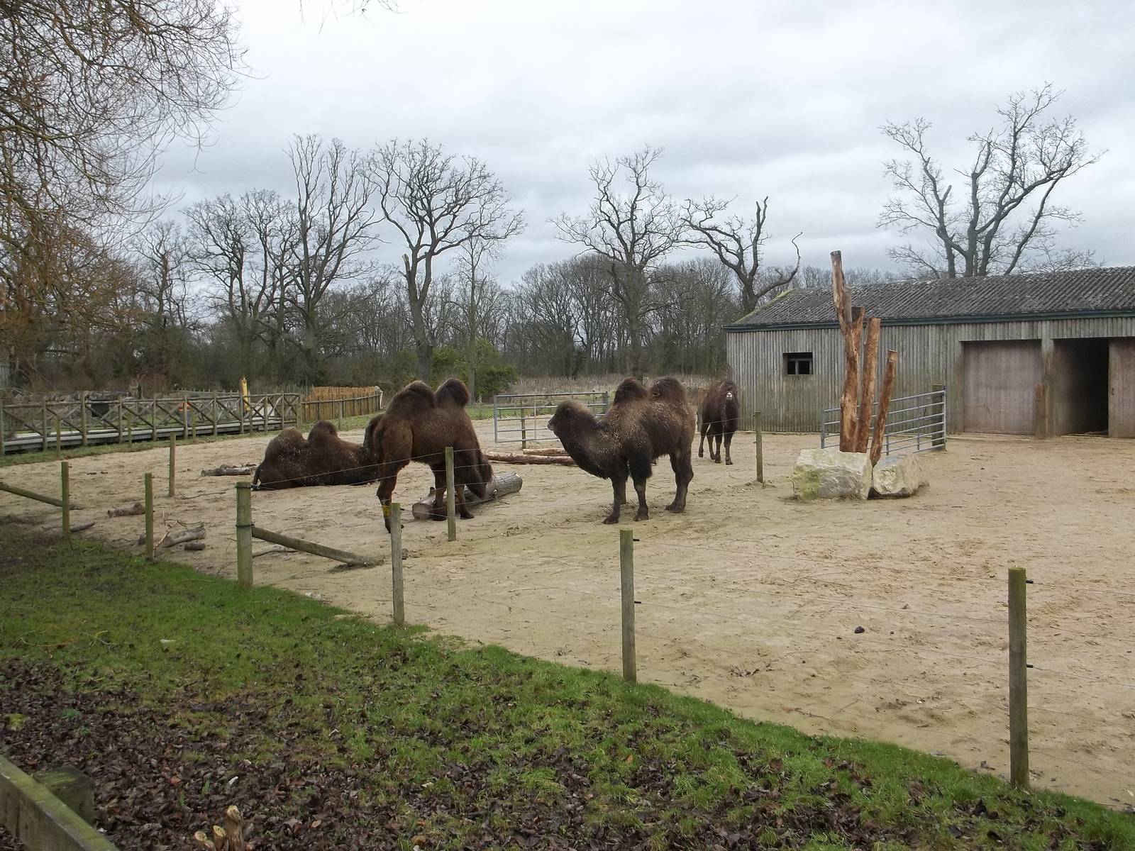 New look for camel yards, 22nd December 2014