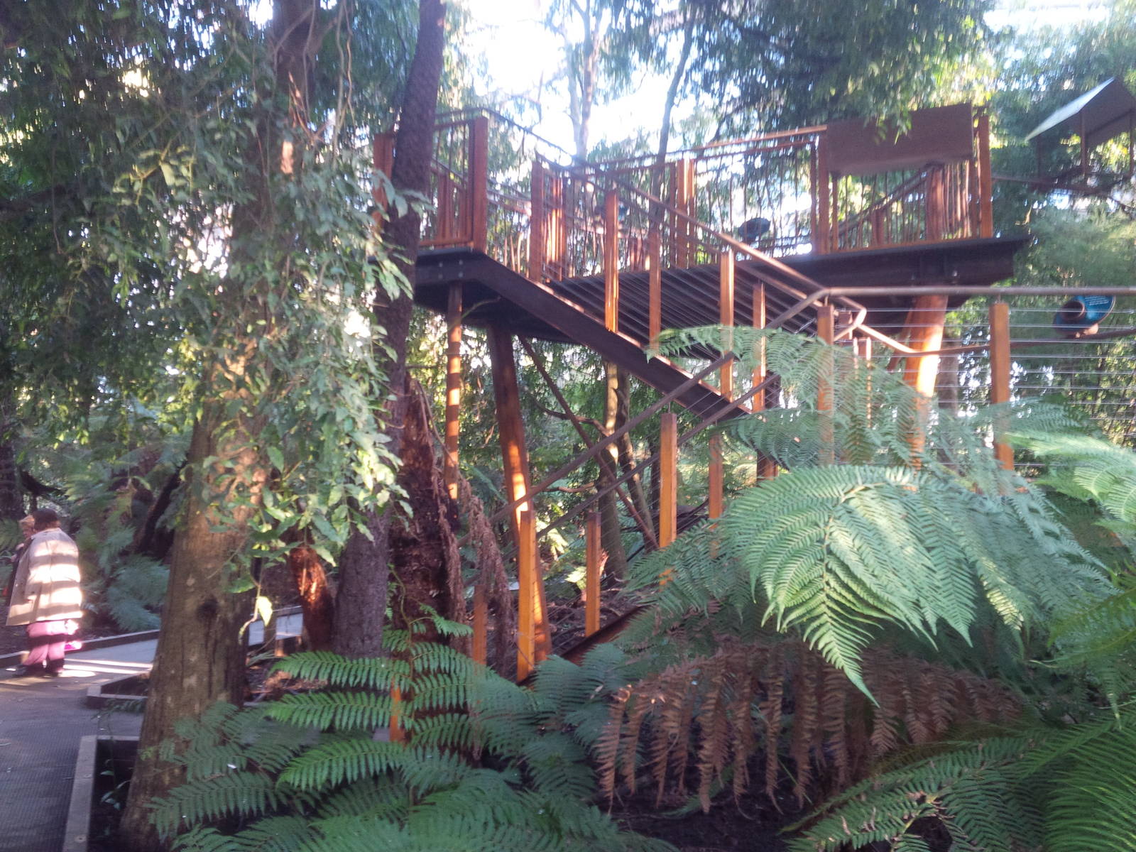 New look out in the Lyre bird avairy