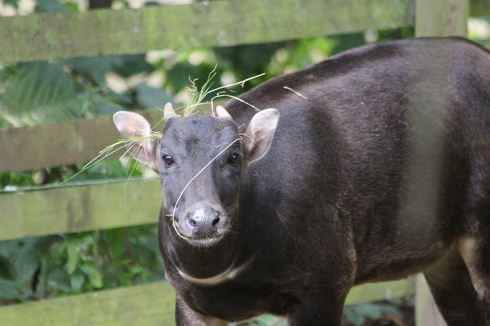 New Lowland Anoa female