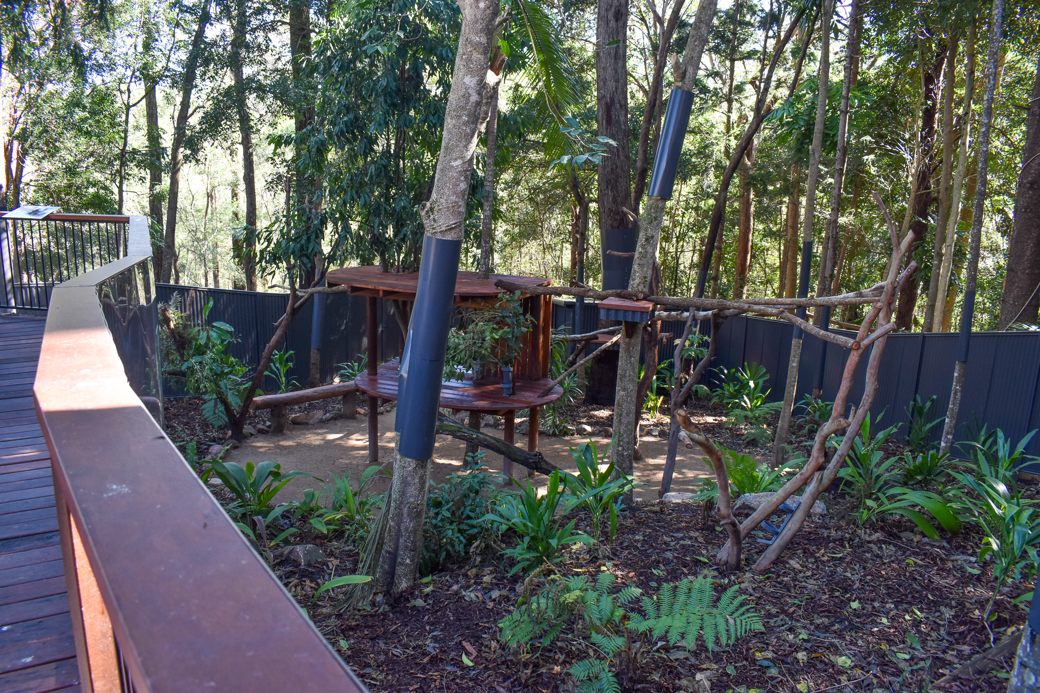 New Lumholtz's Tree-Kangaroo Enclosure