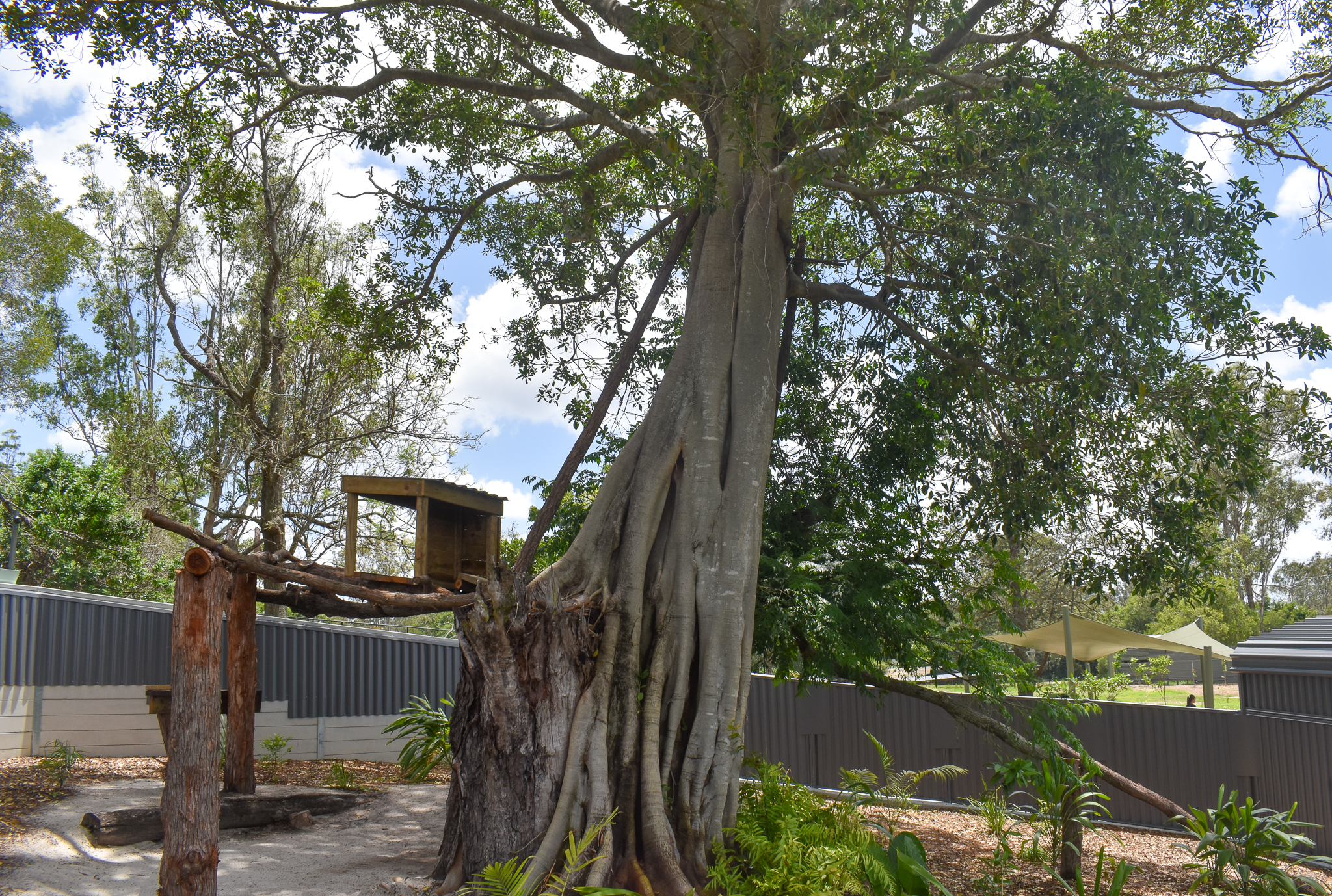 New Lumholtz's Tree Kangaroo Enclosure