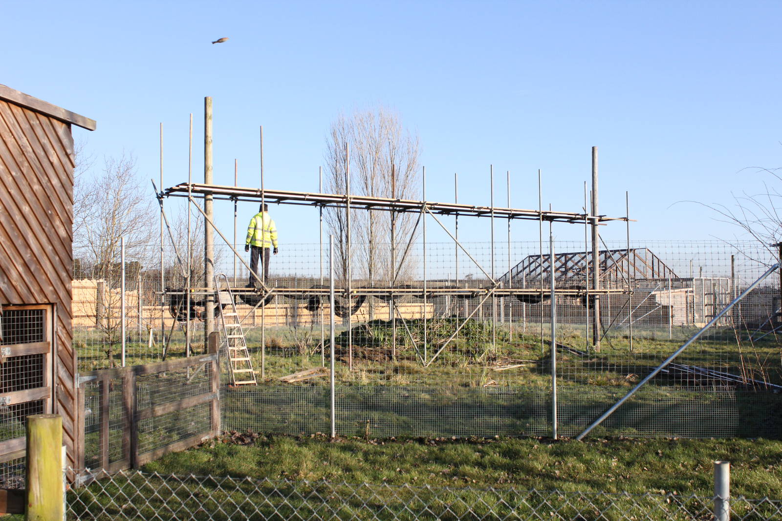 New Lynx enclosure under construction. 31-12-14