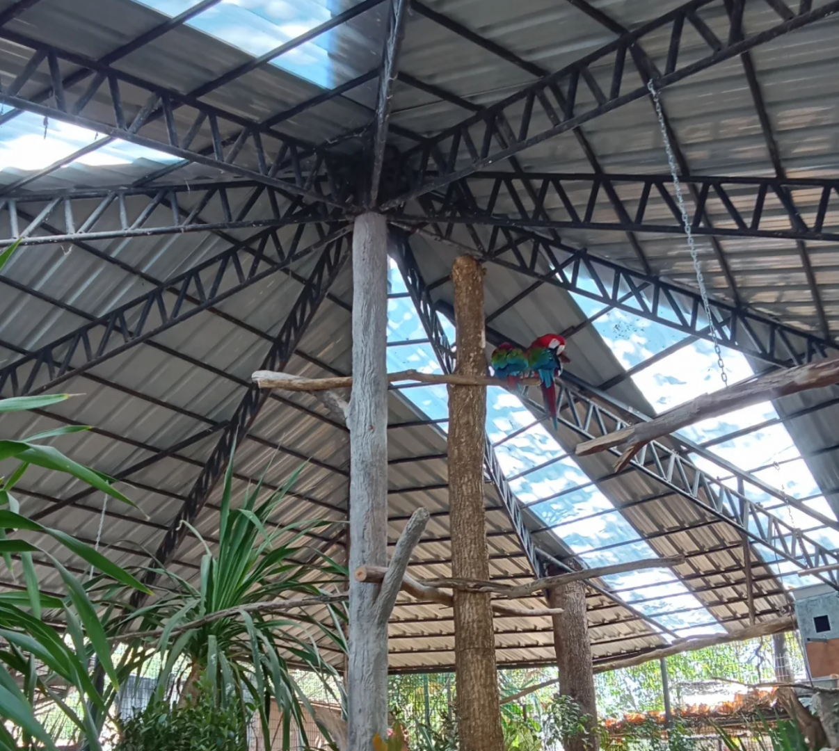 New macaws walk through