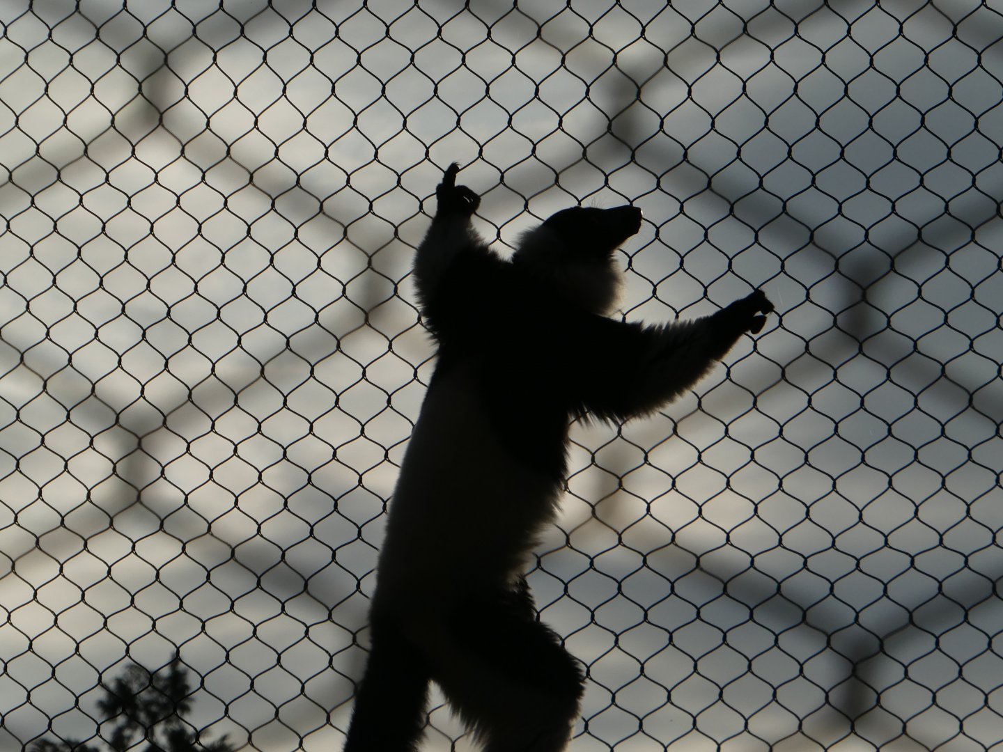 New Madagascar Exhibit - Black-and-white Ruffed Lemur
