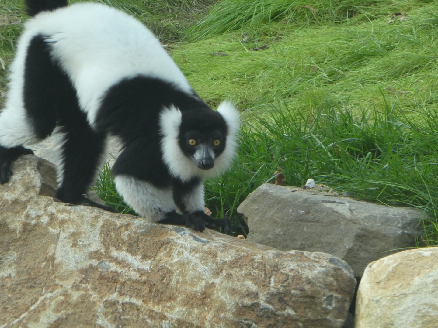 New Madagascar Exhibit - Black-and-white Ruffed Lemur