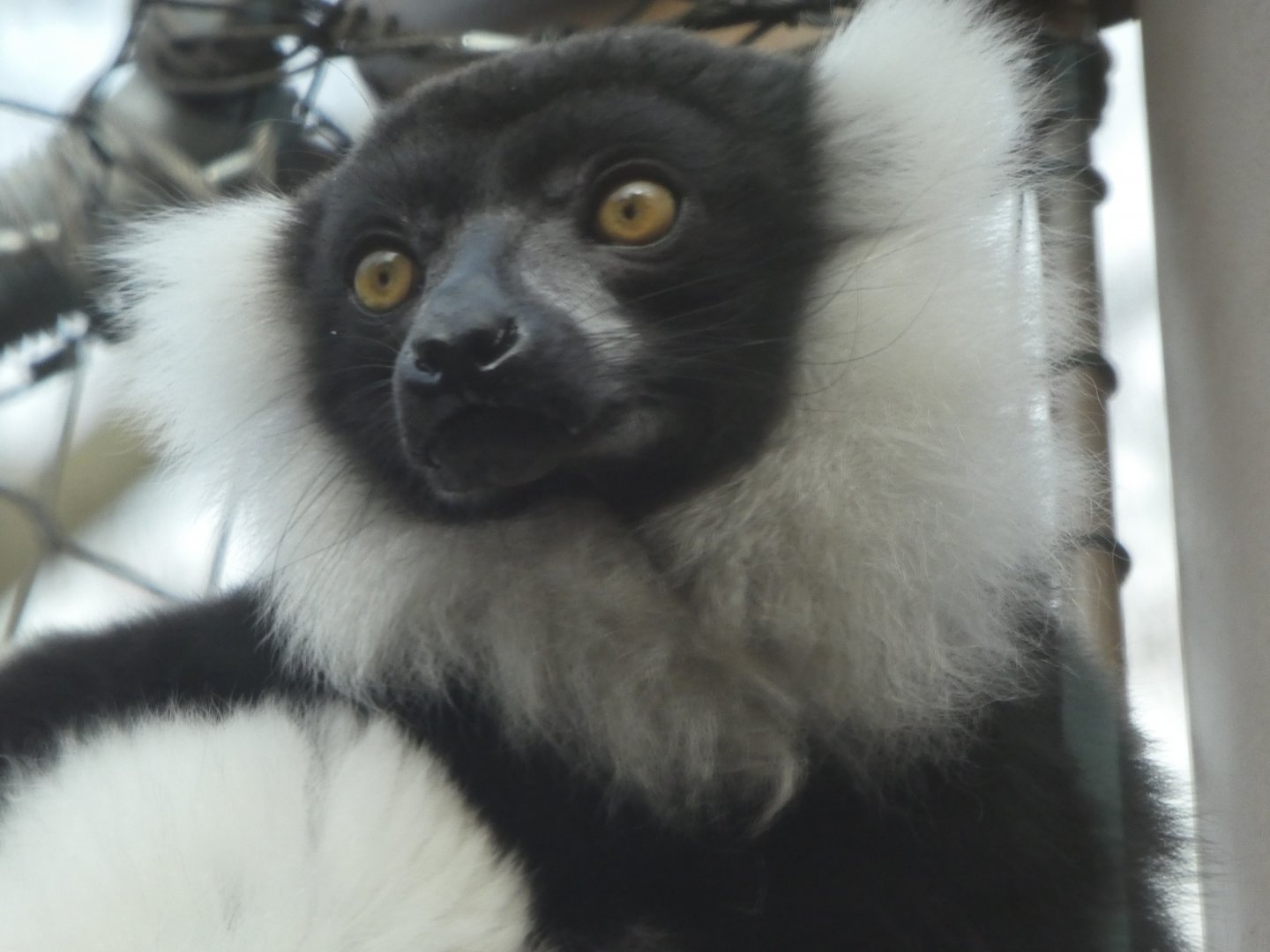 New Madagascar Exhibit - Black-and-white Ruffed Lemur