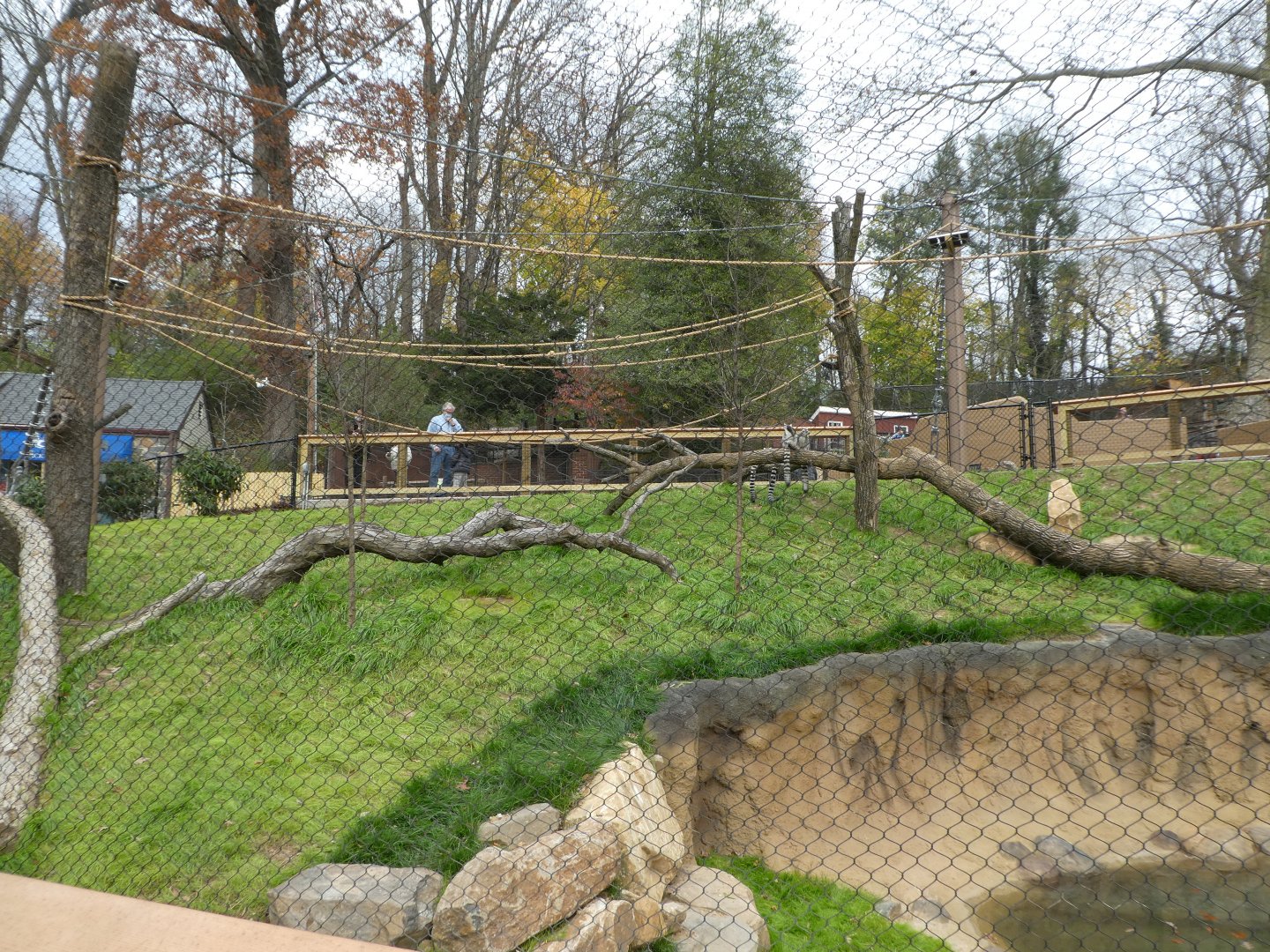 New Madagascar Exhibit - Climbing Structures