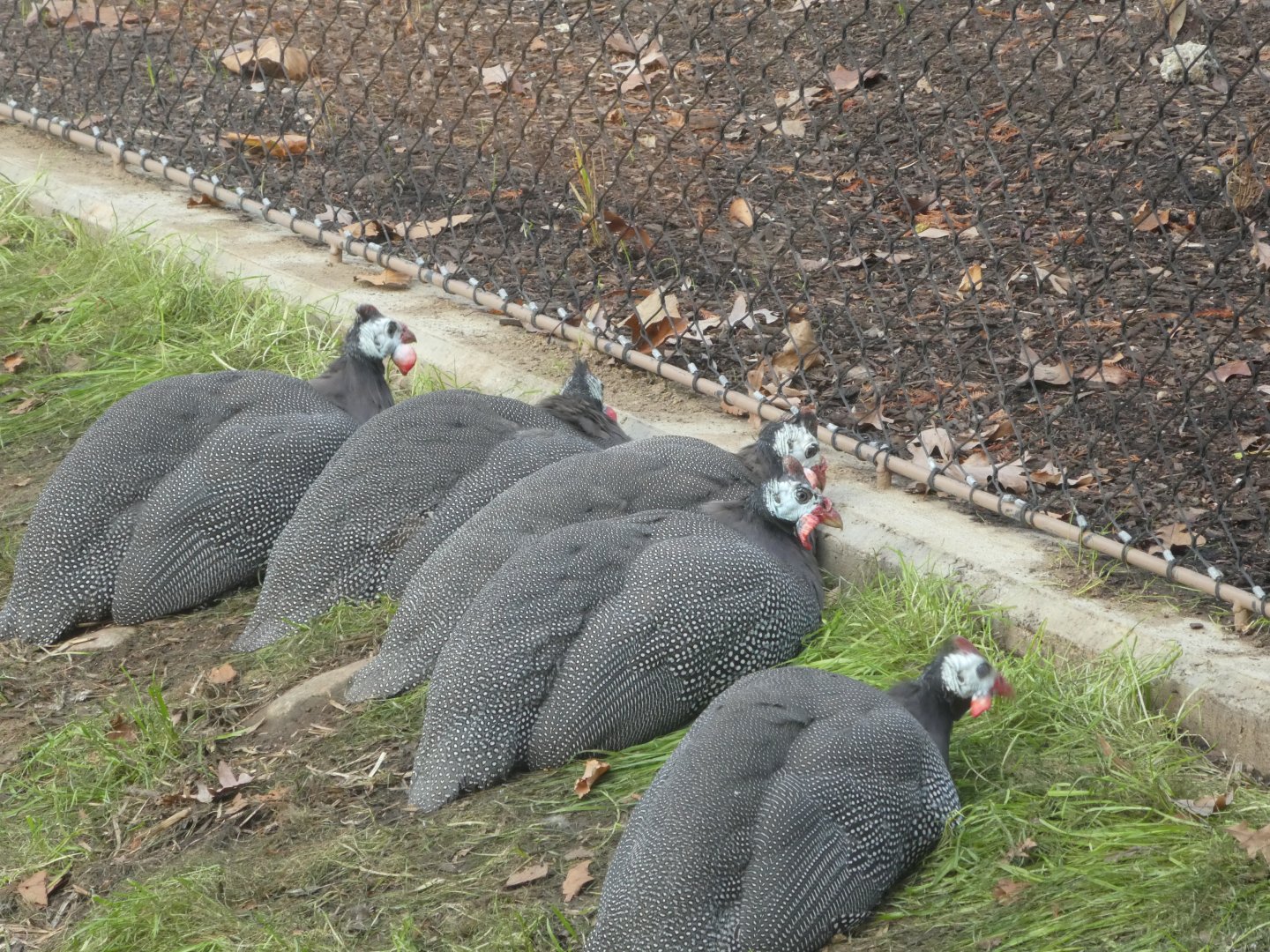 New Madagascar Exhibit - Helmeted Guineafowl