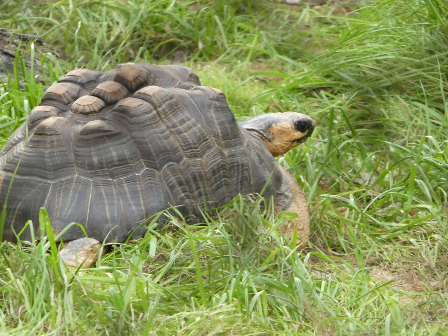 New Madagascar Exhibit - Radiated Tortoise