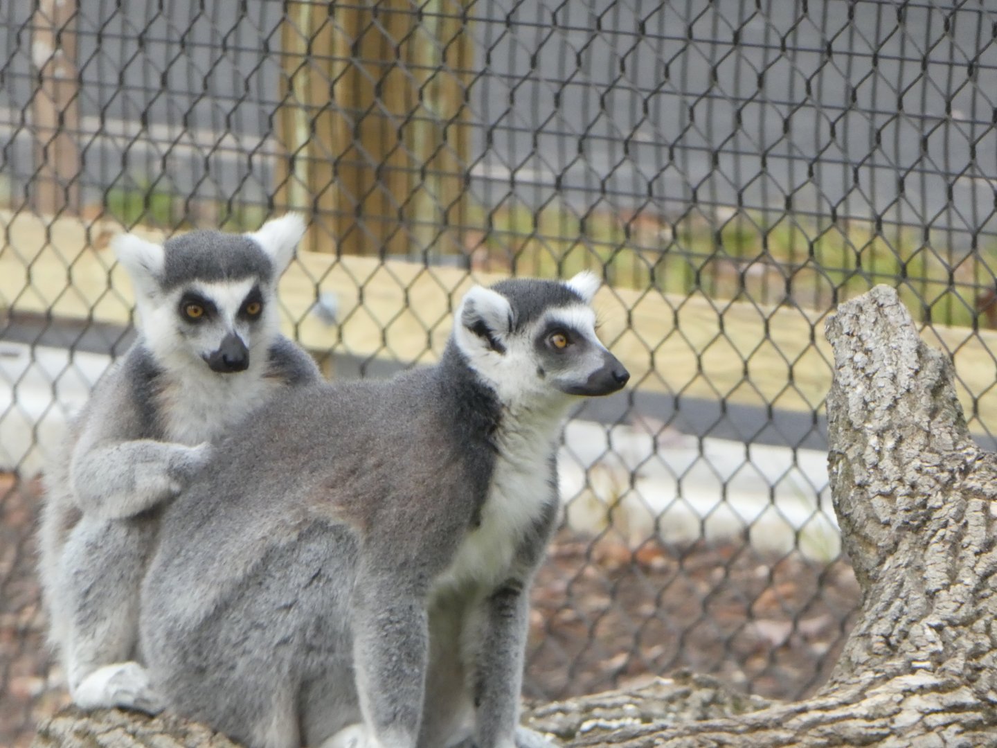 New Madagascar Exhibit - Ring-tailed Lemurs
