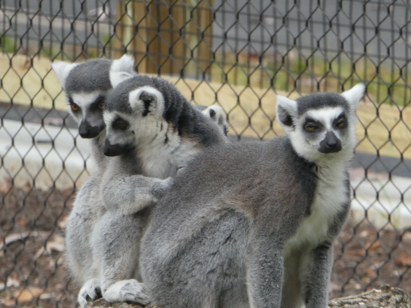 New Madagascar Exhibit - Ring-tailed Lemurs