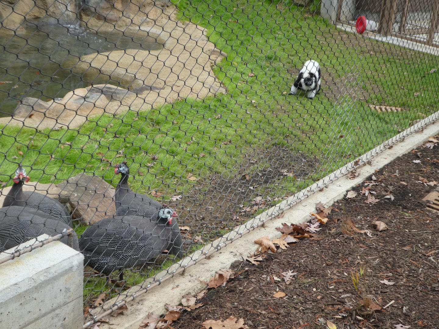 New Madagascar Exhibit - Ruffed Lemur Barking at Guineafowl