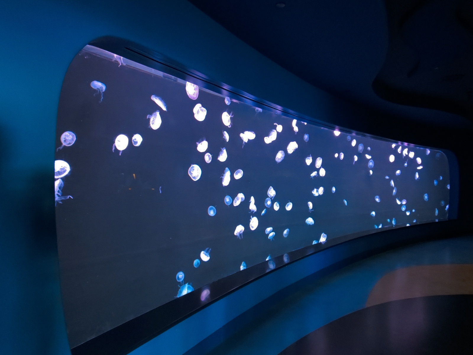 New Main Entrance - Moon Jelly Exhibit