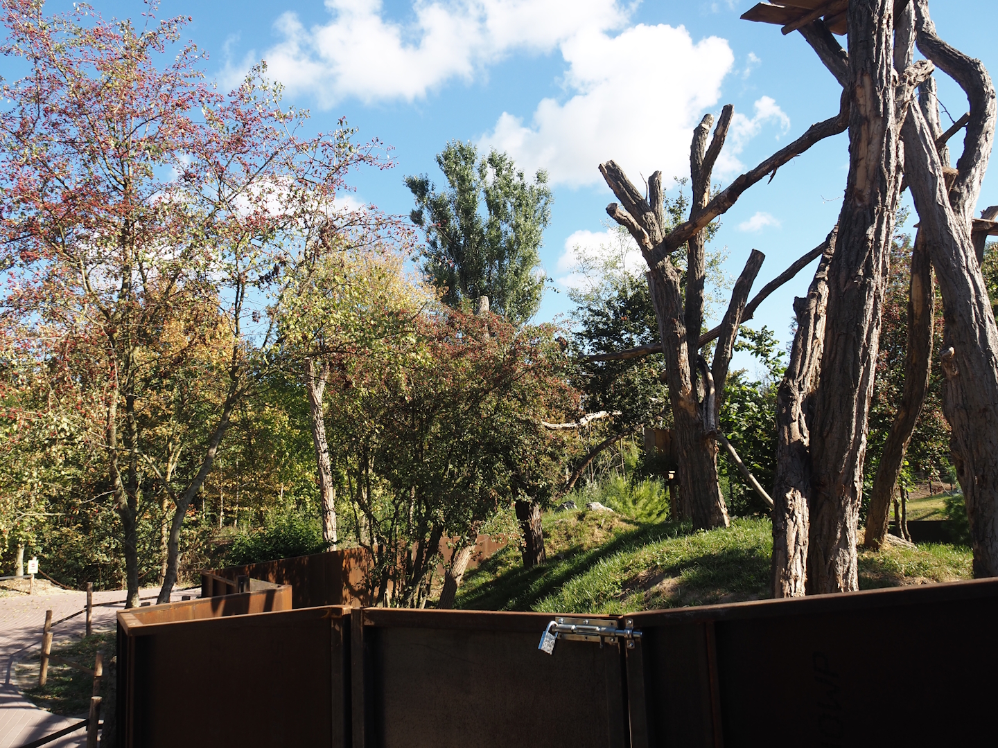 New main red panda exhibit, 2025-08-24