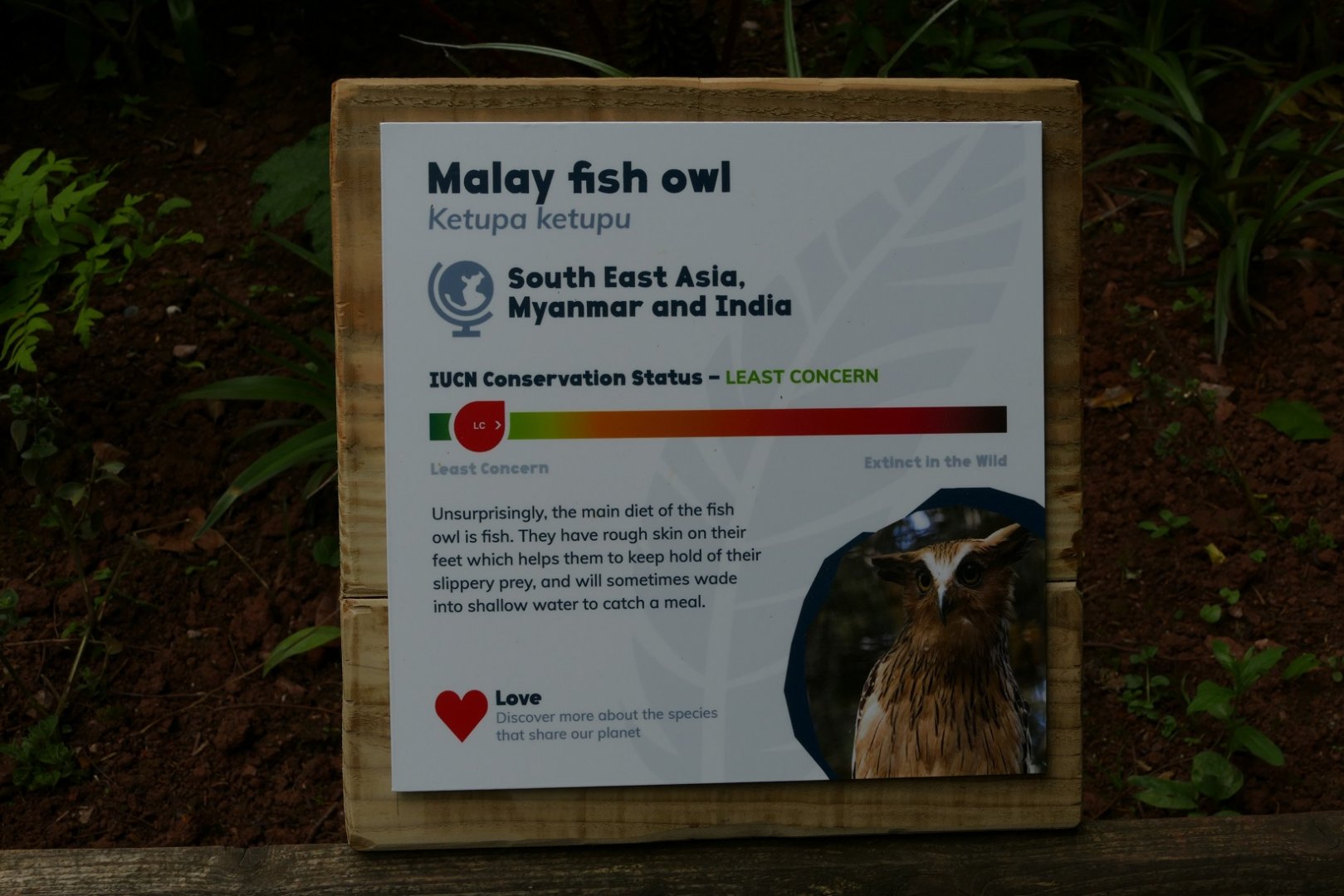 New Malay fish owl sign, May 2019