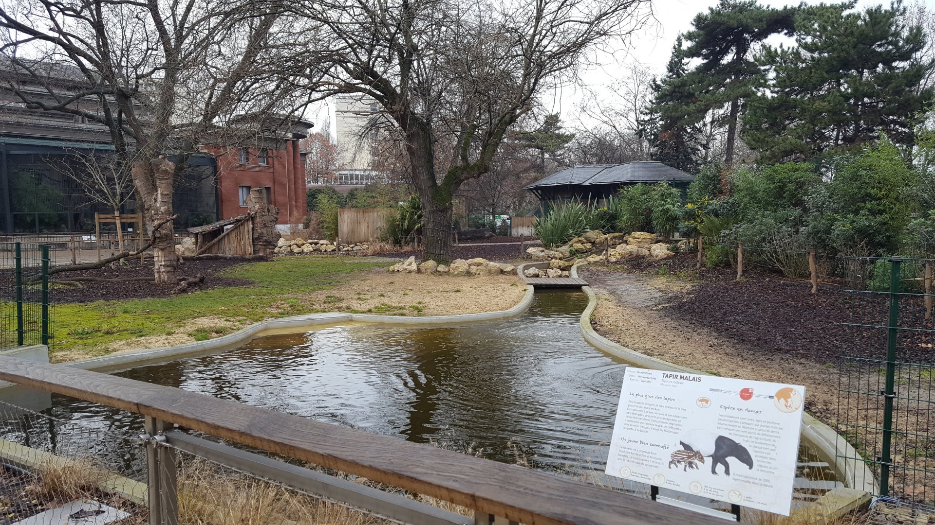 new malayan tapir enclosure (water view)