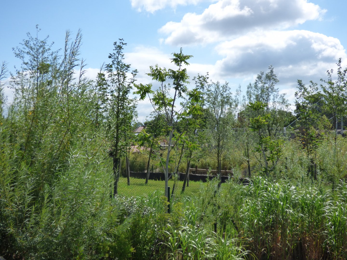 New Malayan Tapir Enclosure
