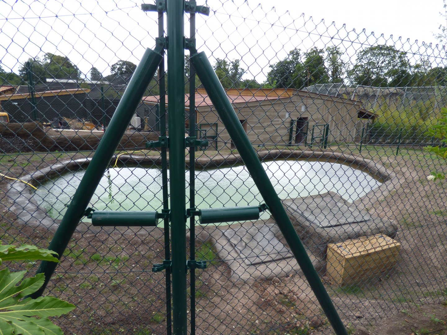 New Malayan Tapir Pool