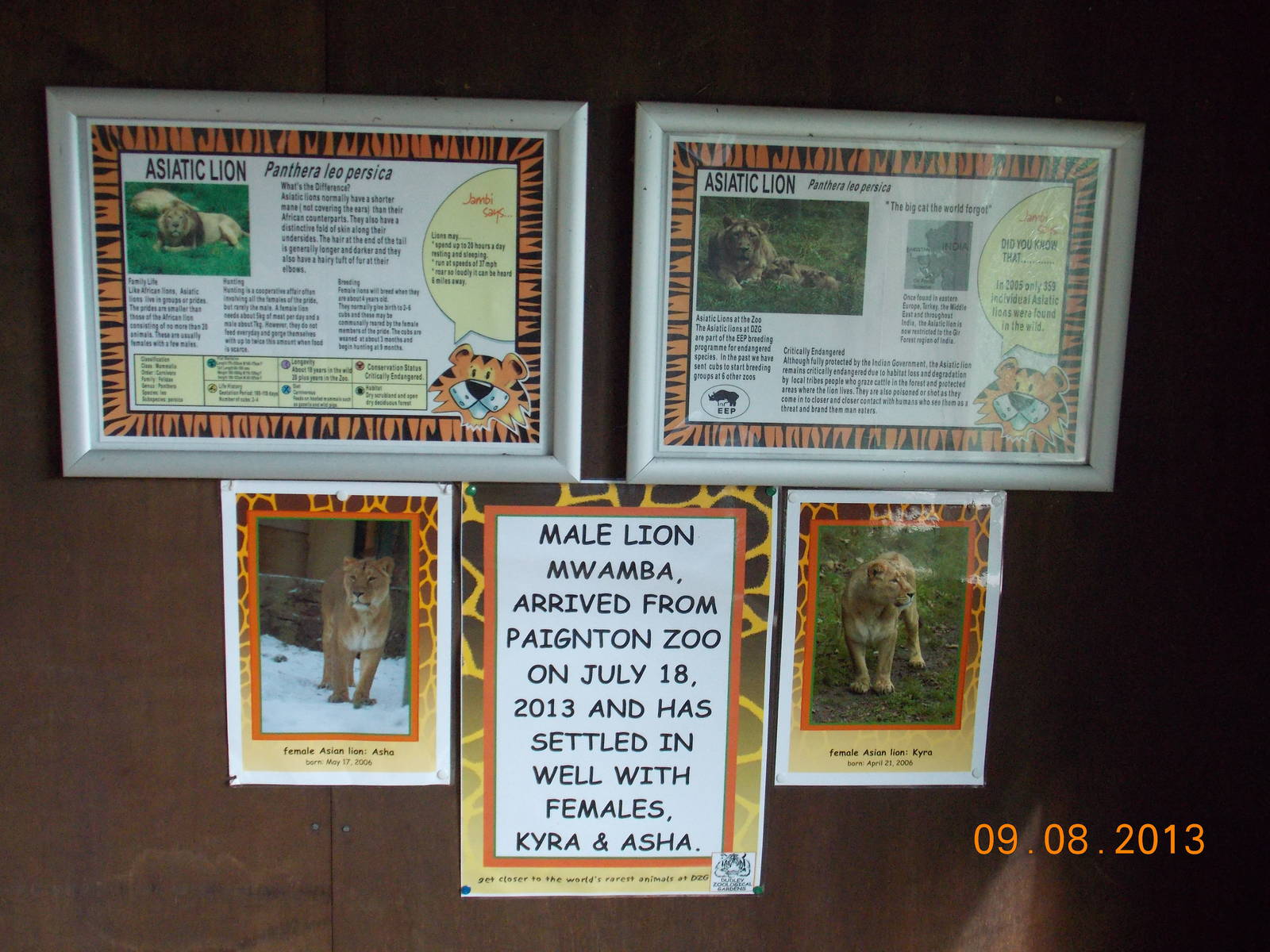 New male Asiatic Lion