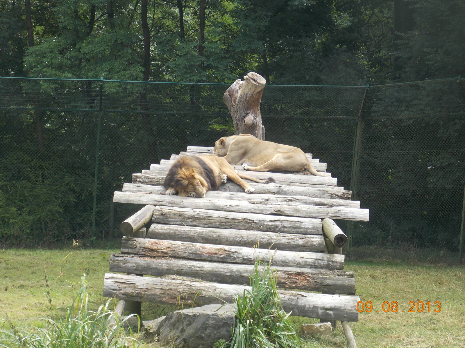 New male Asiatic Lion