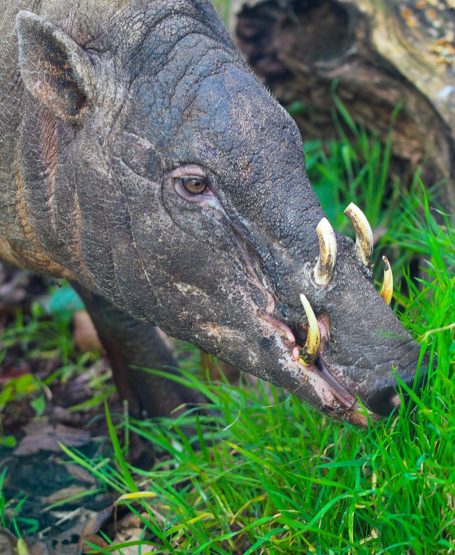 New Male Babirusa- 22nd January 2024