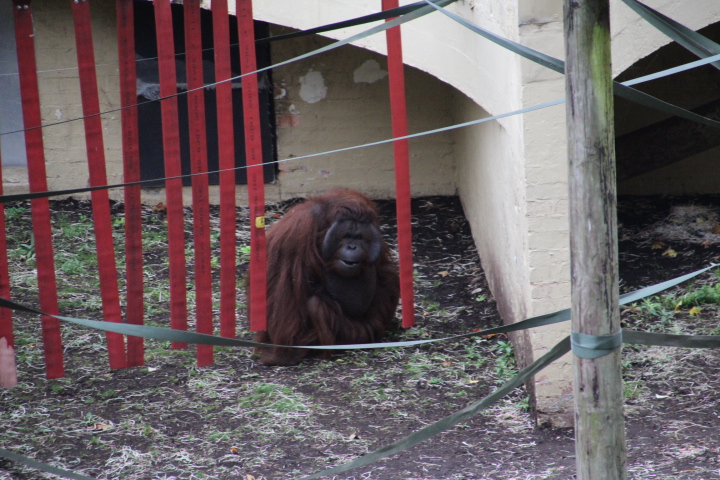 New Male Bornean Orangutan 'Djimat' at Dudley Zoo & Castle
