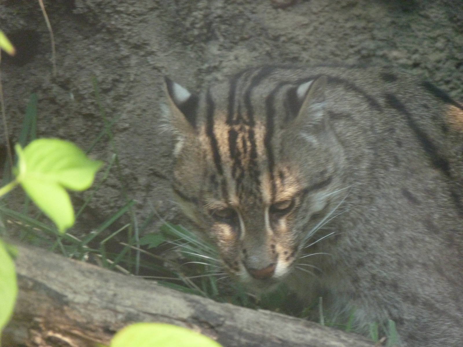 New Male Fishing Cat