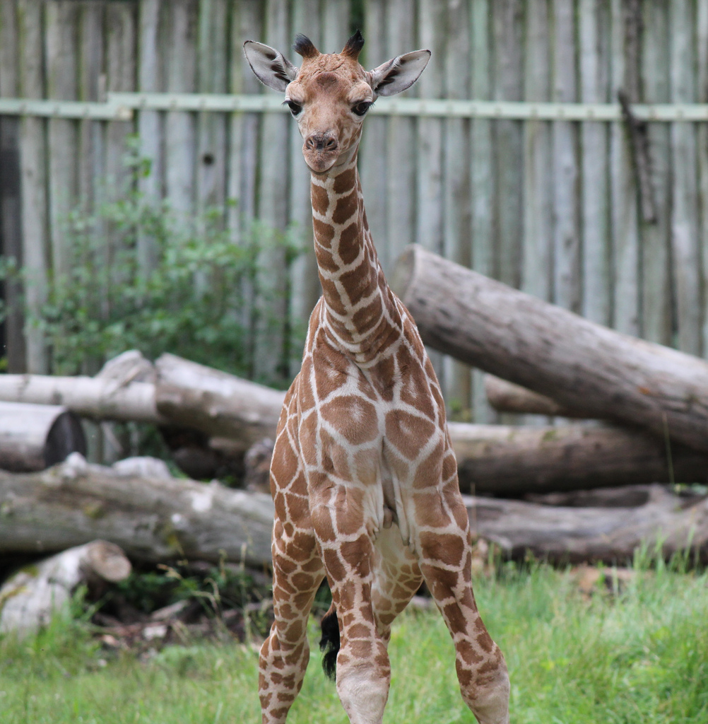 New male giraffe calf, born 6/21/13