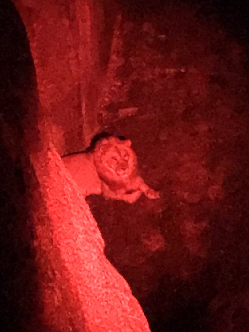 New Male Lion Haji on Night Hike