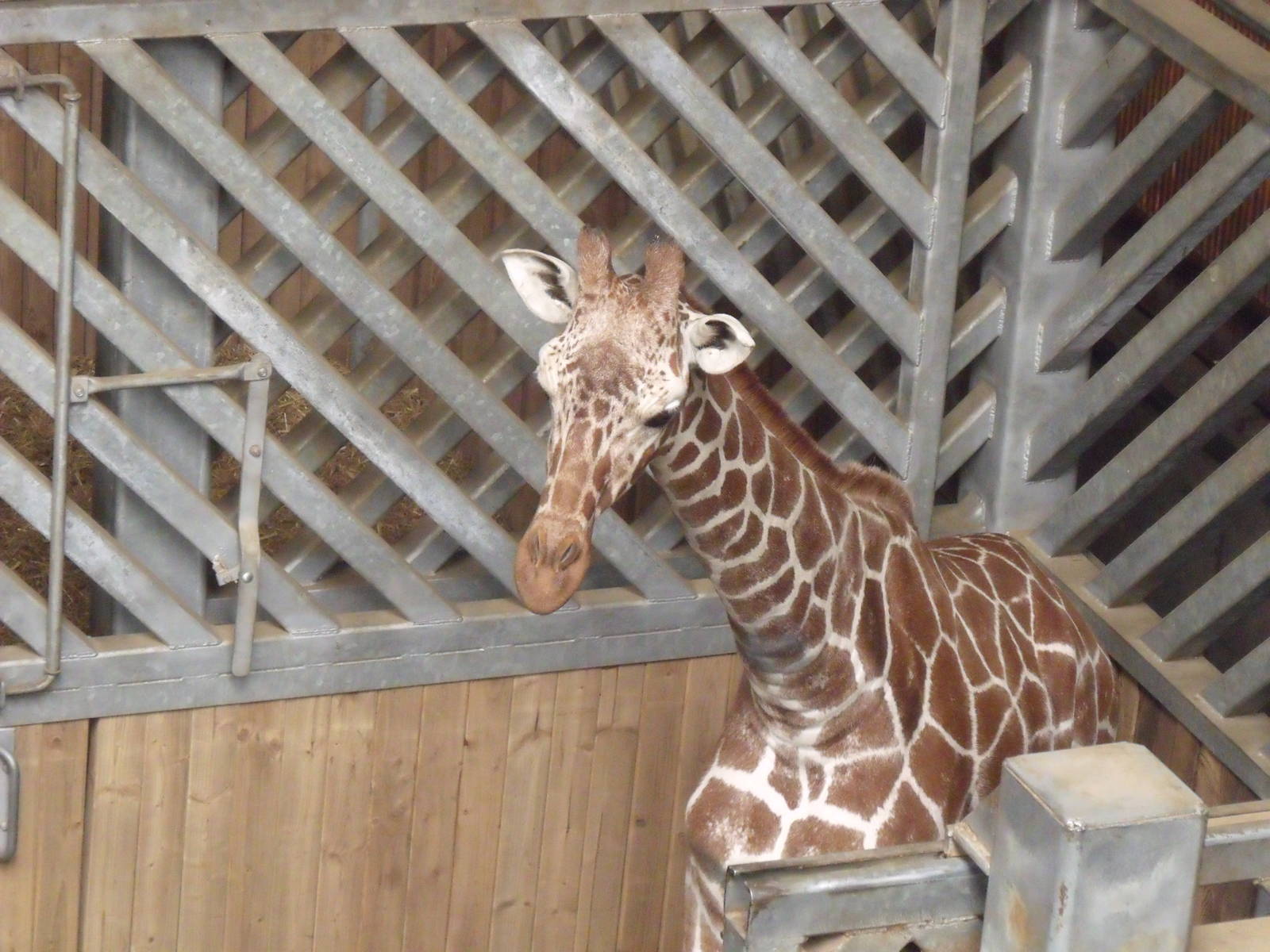 New male reticulated Giraffe