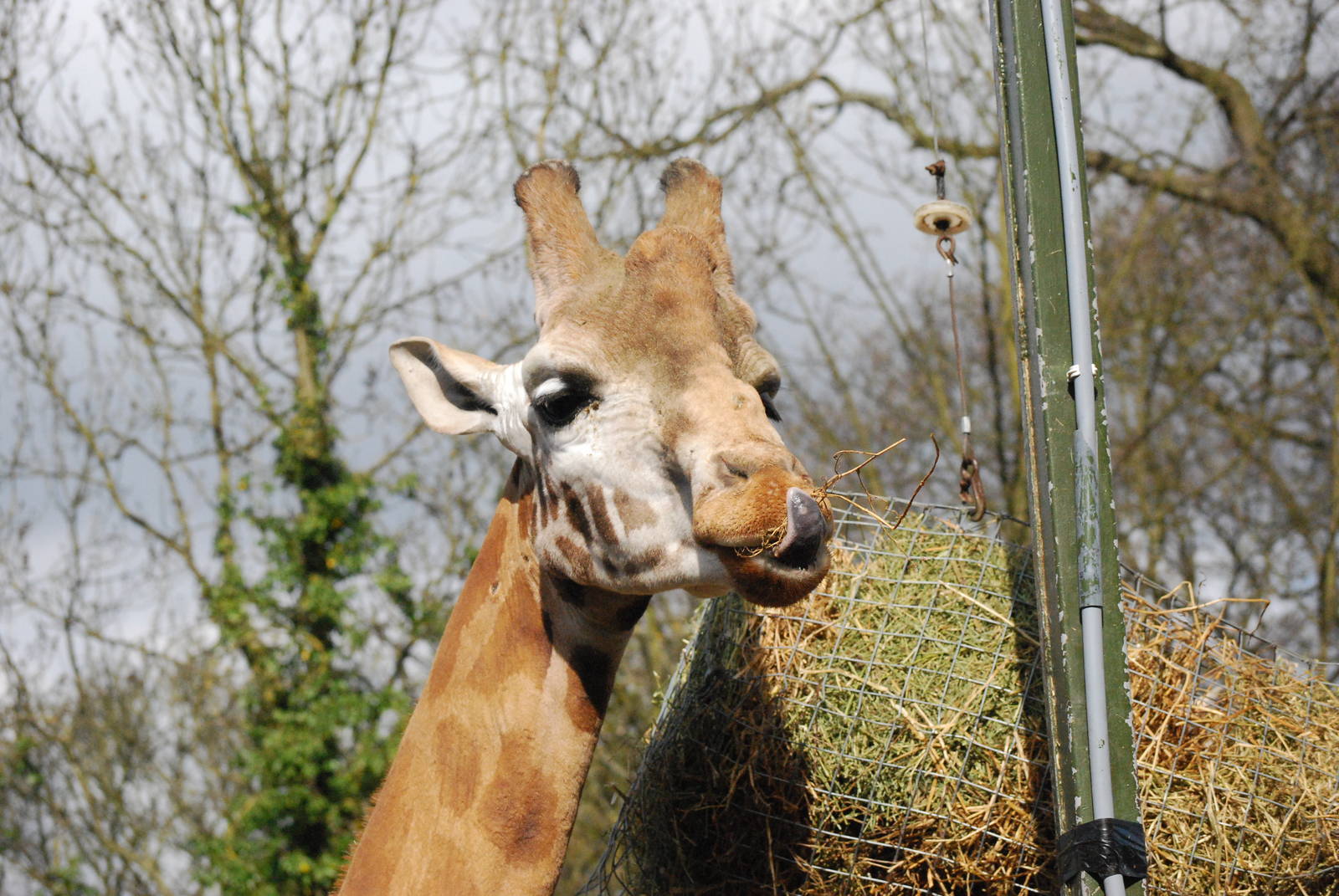 New Male Rothchild's Giraffe