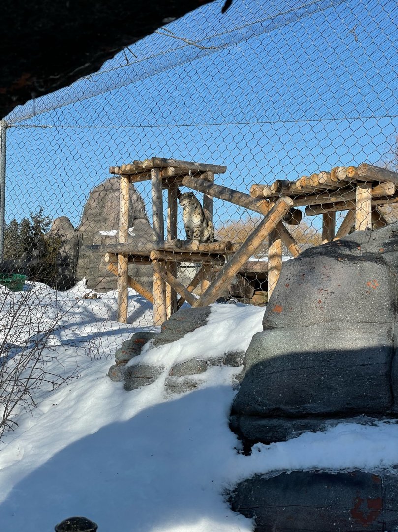 New Male Snow Leopard, Pemba