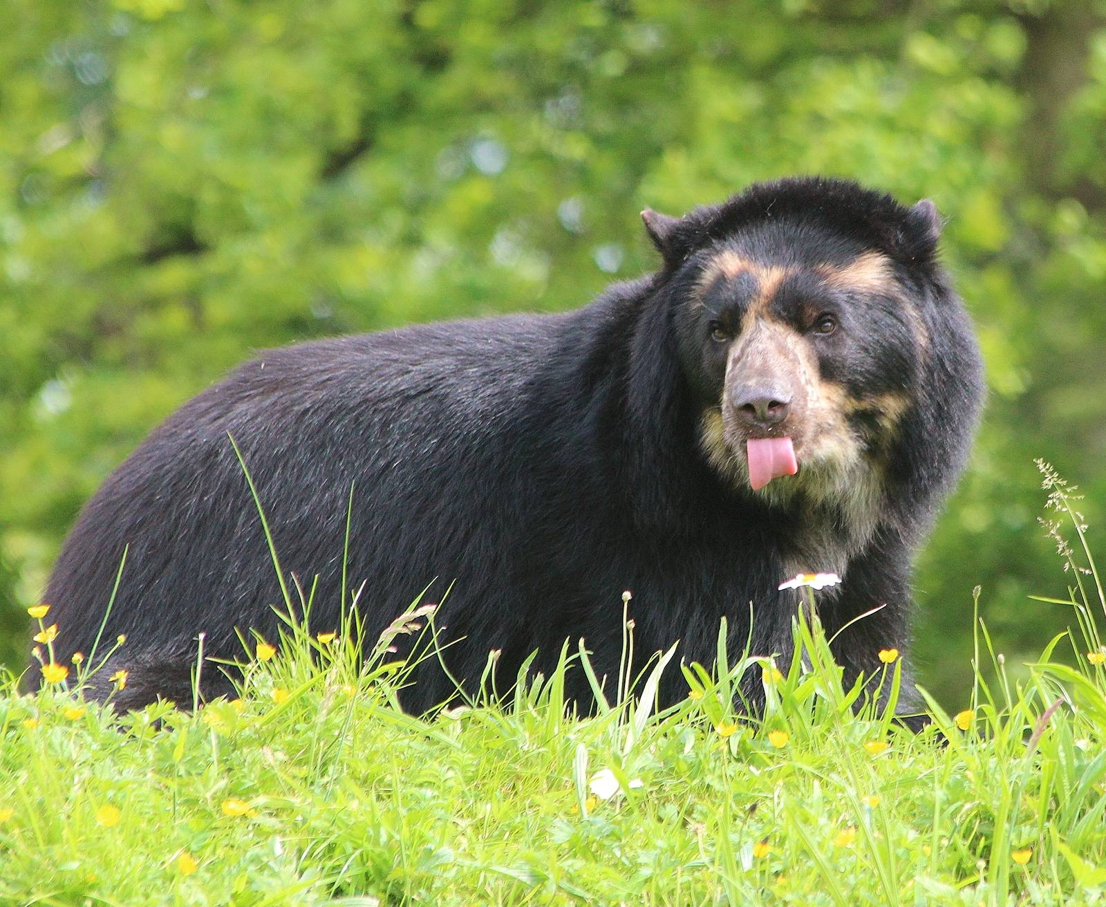 New male Spectacled Bear, Bernardo (aka Bernie)