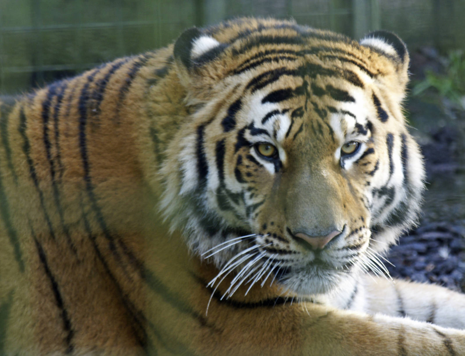 New male tiger (taken by my partner)