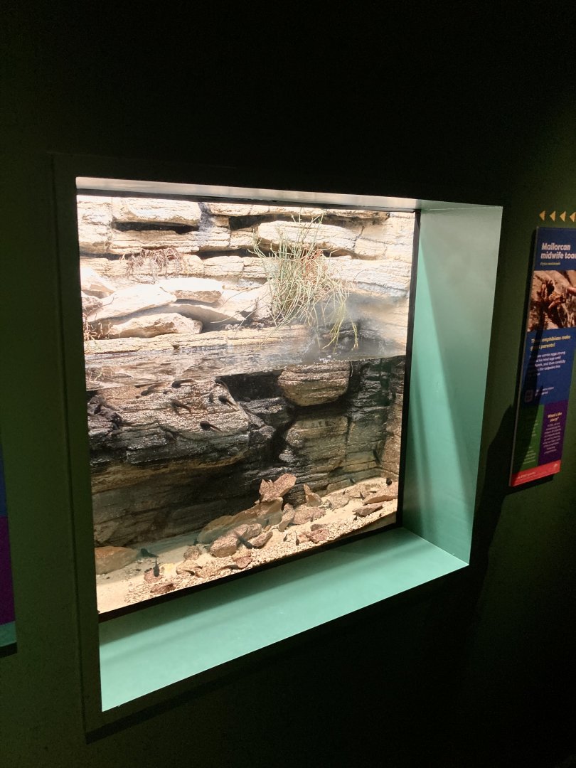 New Mallorcan midwife toad exhibit