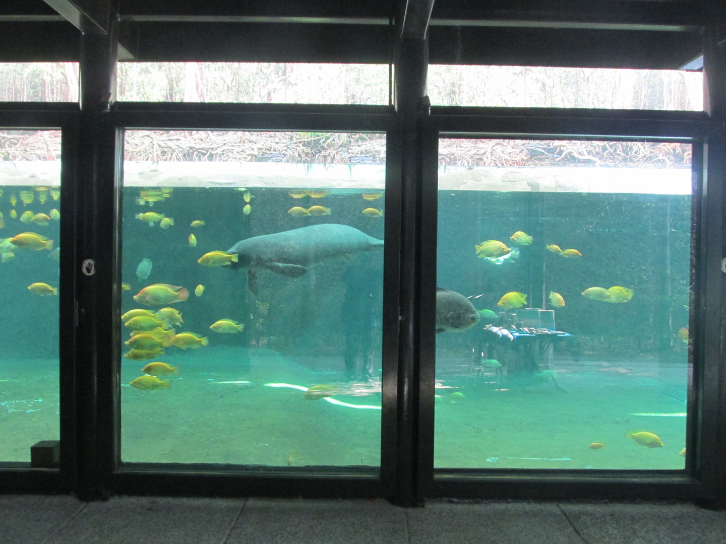 NEW  MANATEE EXHIBIT AT GUADALAJARA ZOO