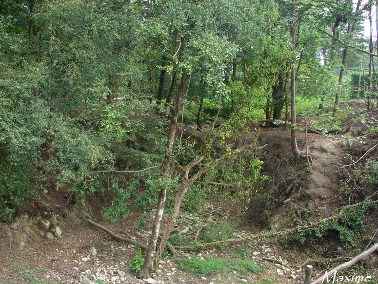 New mandrill exhibit