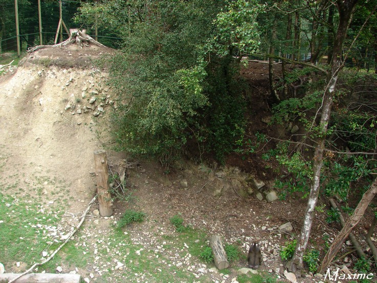 New mandrill exhibit