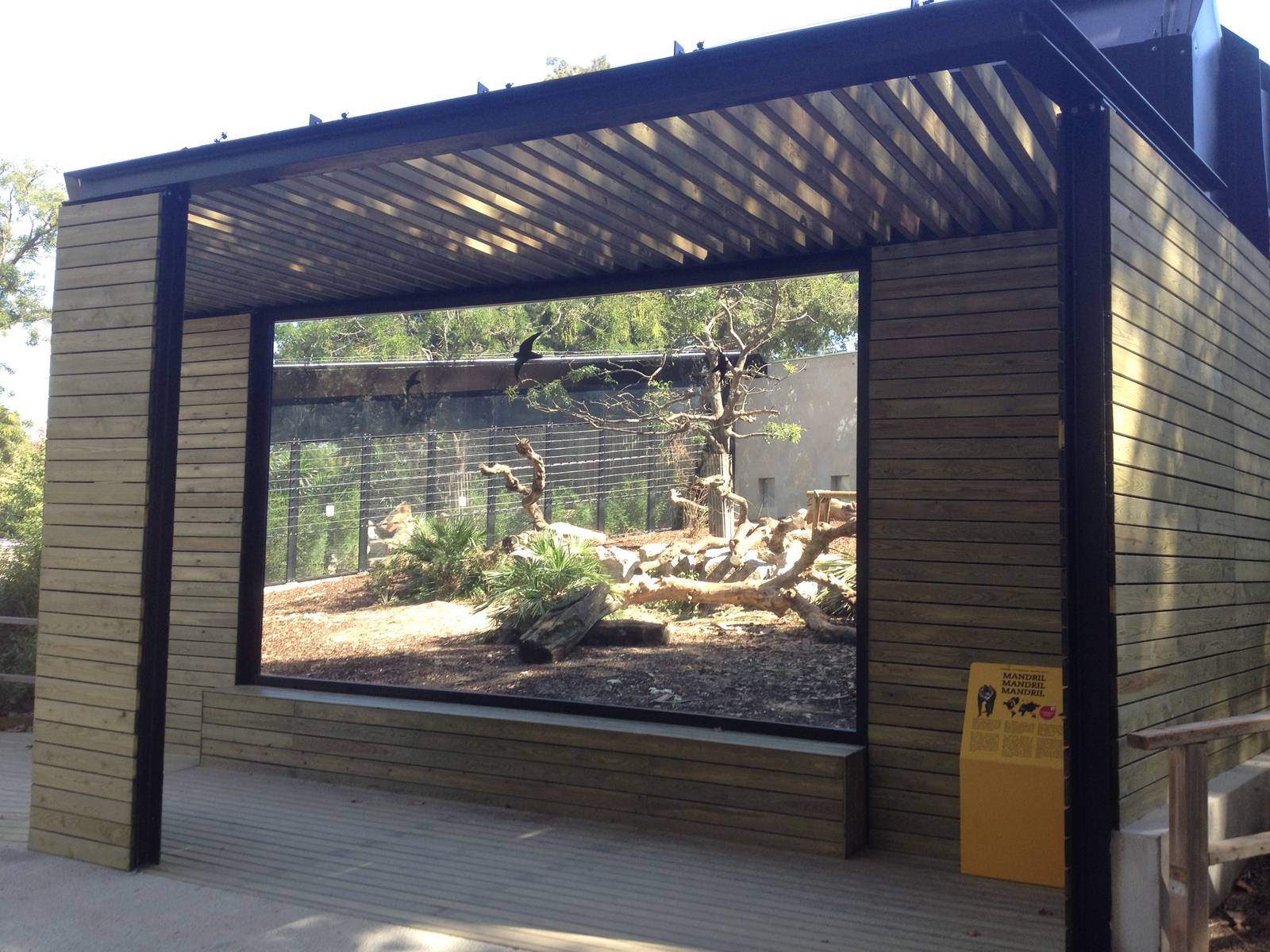 New Mandrill exhibit