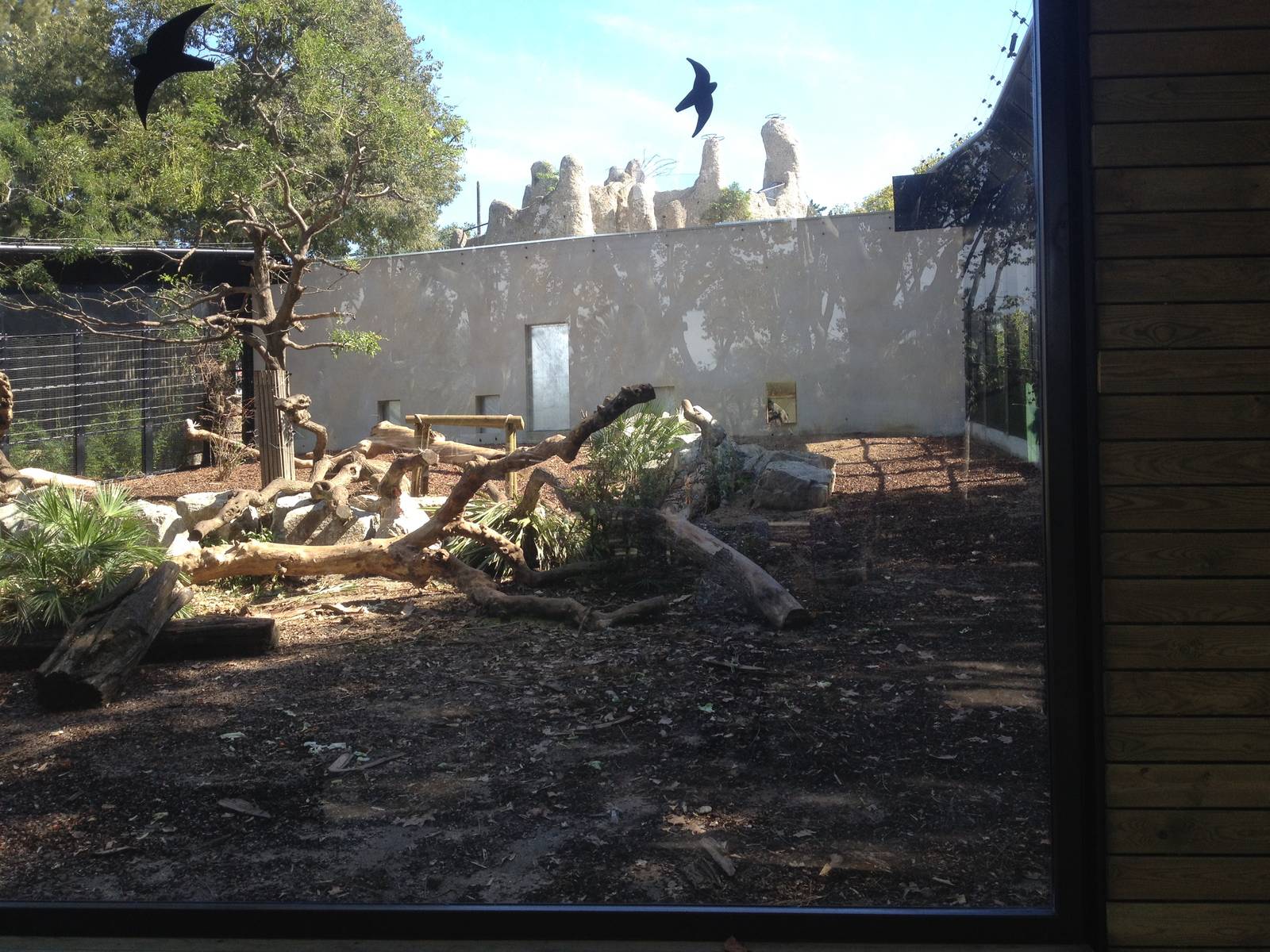 New Mandrill exhibit