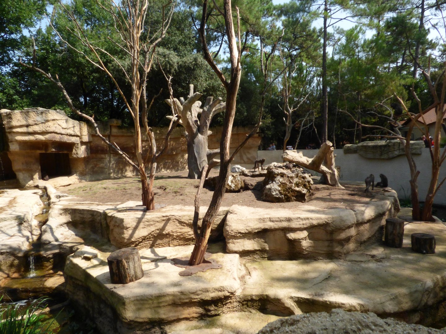 New Mandrill Exhibit