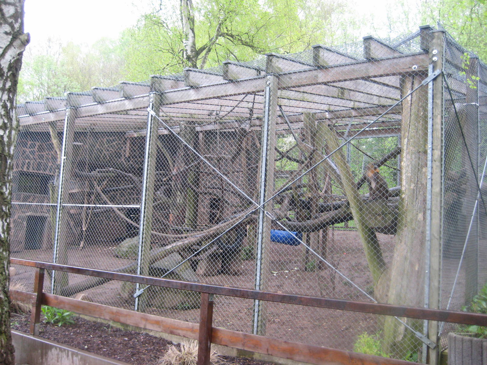 New mandrill Outside Cage