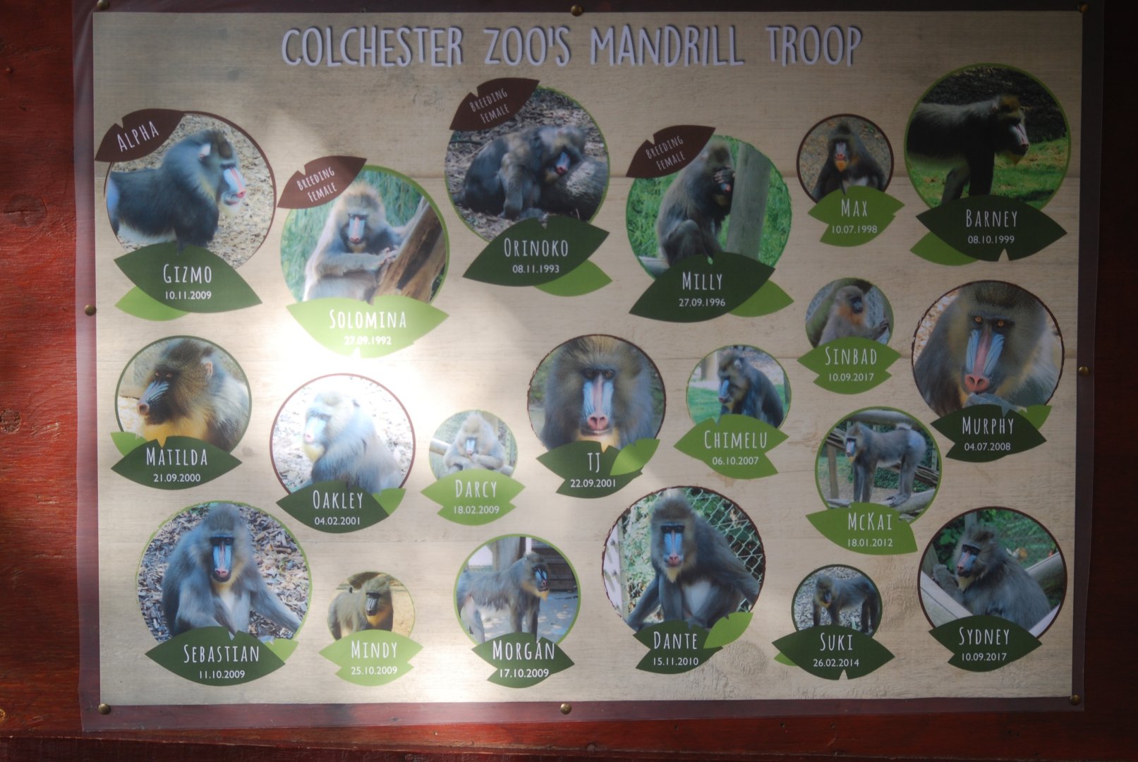 New mandrill signage